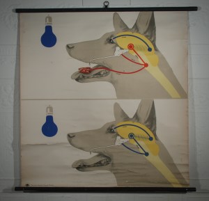 German dog chart_edited-1