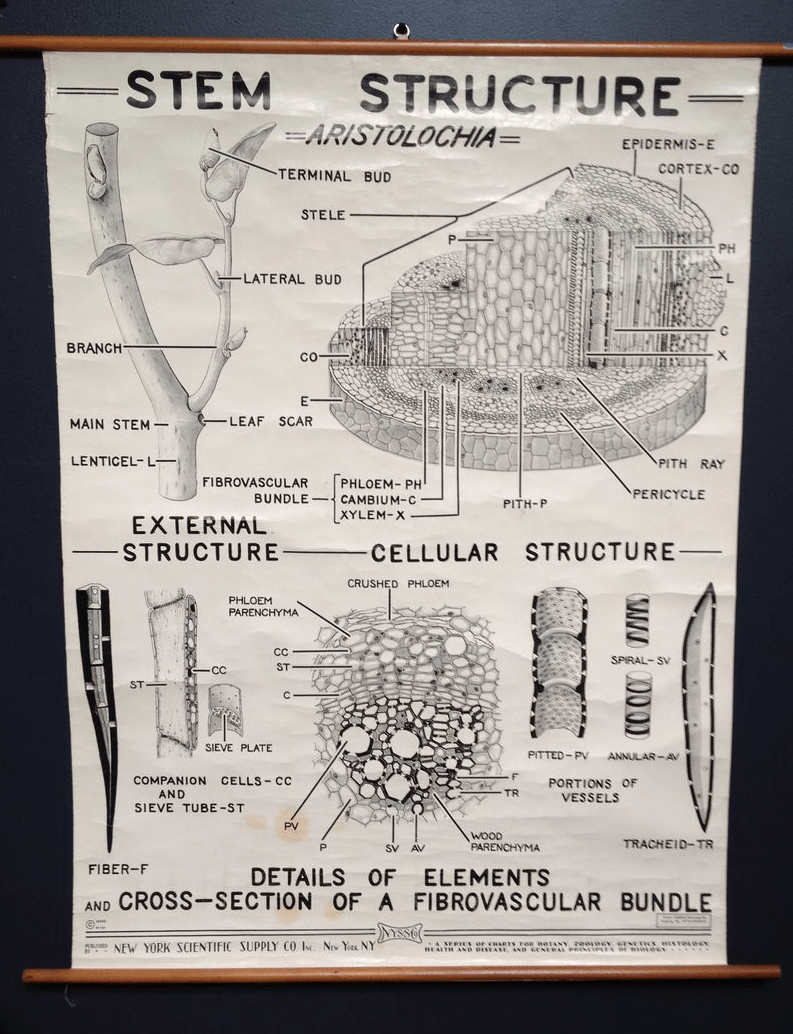 700_1swedish-botanical-print-10