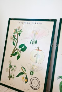 700_1swedish-botanical-print-10