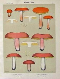 012fungi-1 012fungi-1