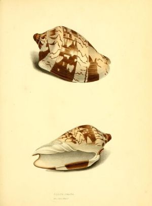 2de62a9e0736cfd42a688820c6a2d5be